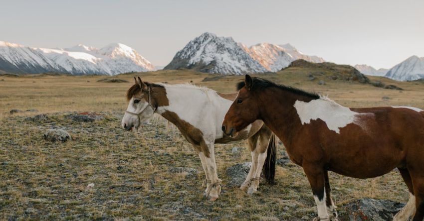 Mustang Customization - Brown and White Horse on Green Grass Field