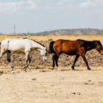 Mustang Customization - Brown and White Horses on Brown Field