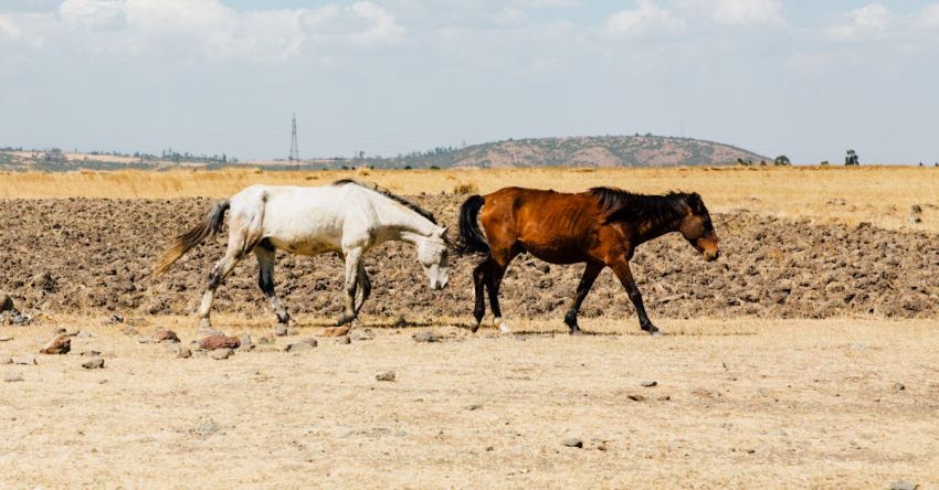 Mustang Customization - Brown and White Horses on Brown Field