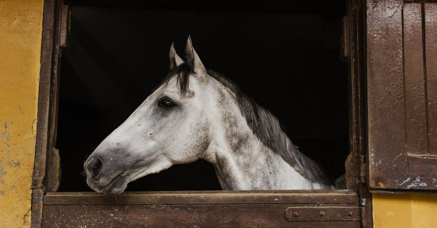 Mustang Collector Tips - White Horse Inside Stable