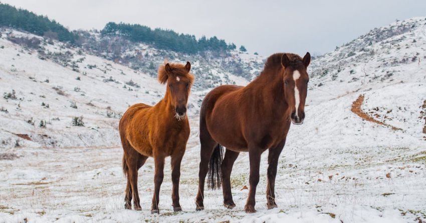 Mustang Collector Tips - Two Brown Horses on Snowy Field