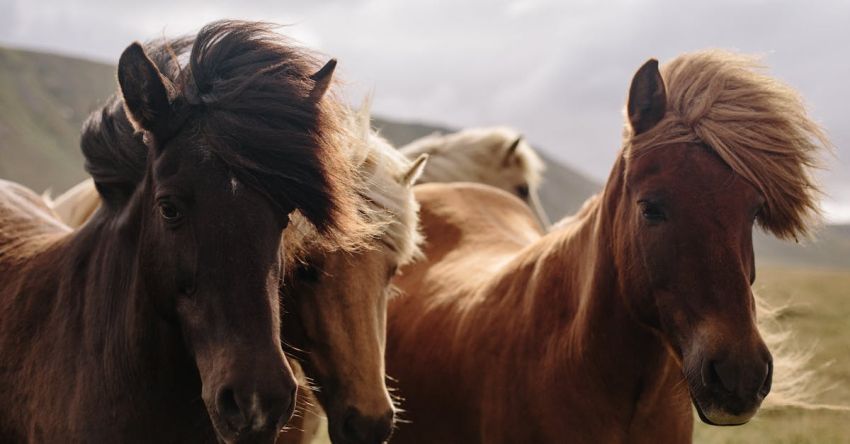 Mustang Restorations - Brown Horses on a Field