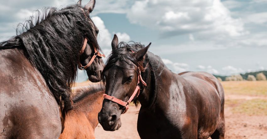 Mustang Restorations - Three Brown Horses in Pasture